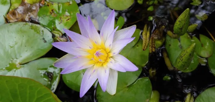 加拿大PC28预测 App